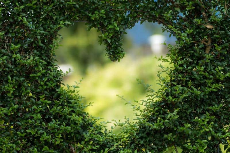 forme de coeur coupé en feuilles vertes