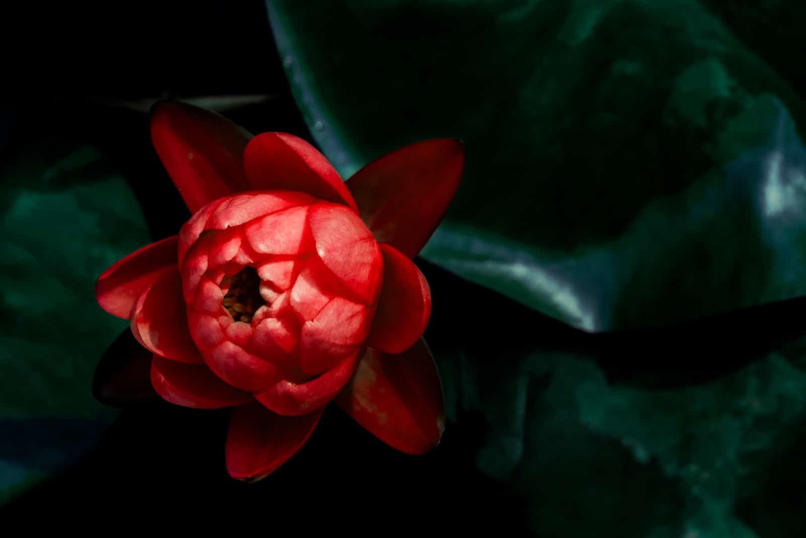 lotus rouge