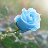 rose unique bleue dans le jardin