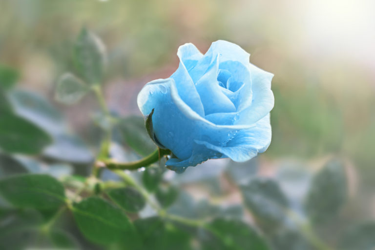 rose unique bleue dans le jardin
