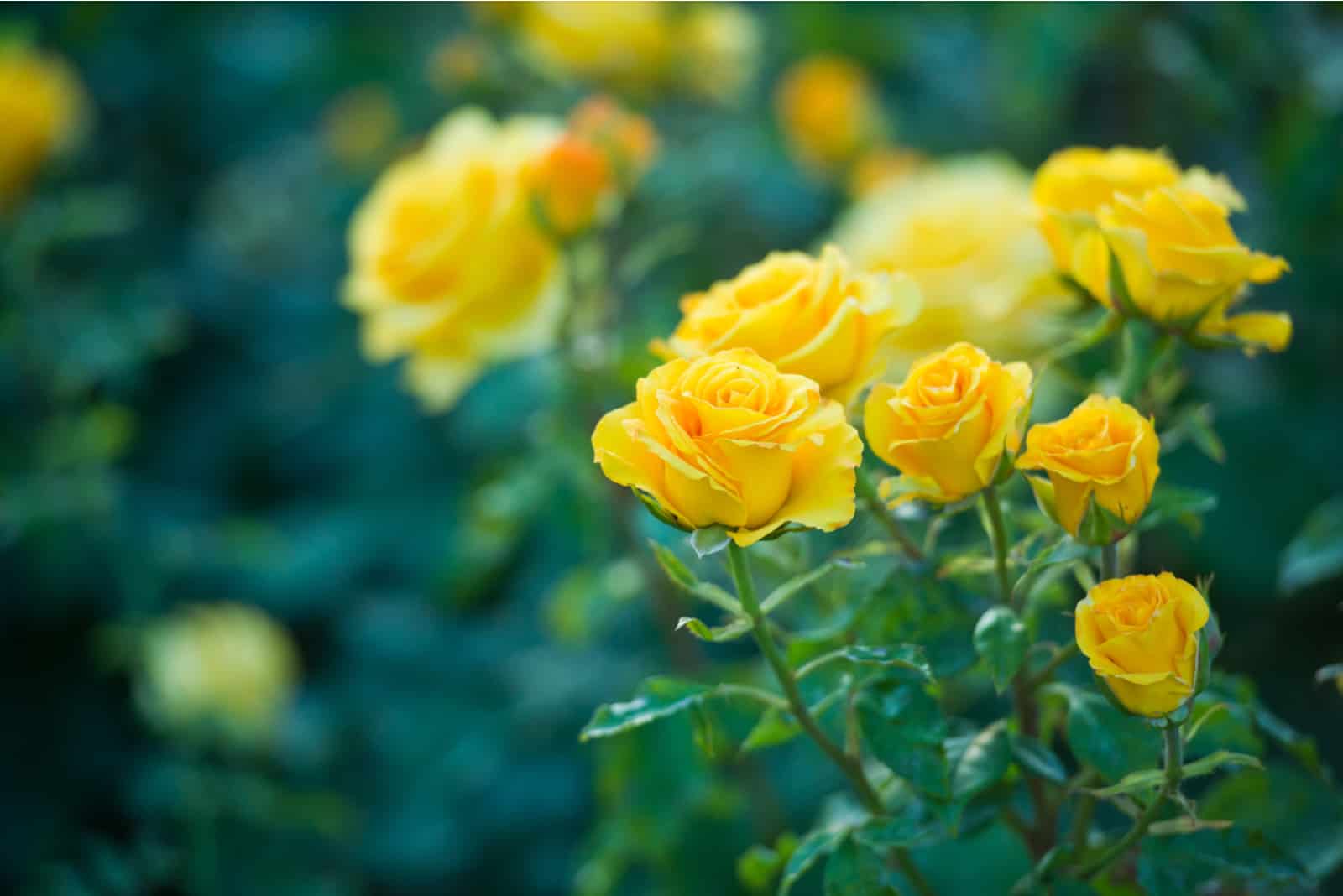 La rose jaune
