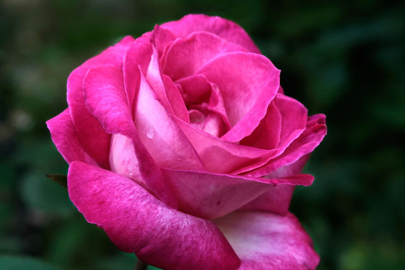 La rose rose