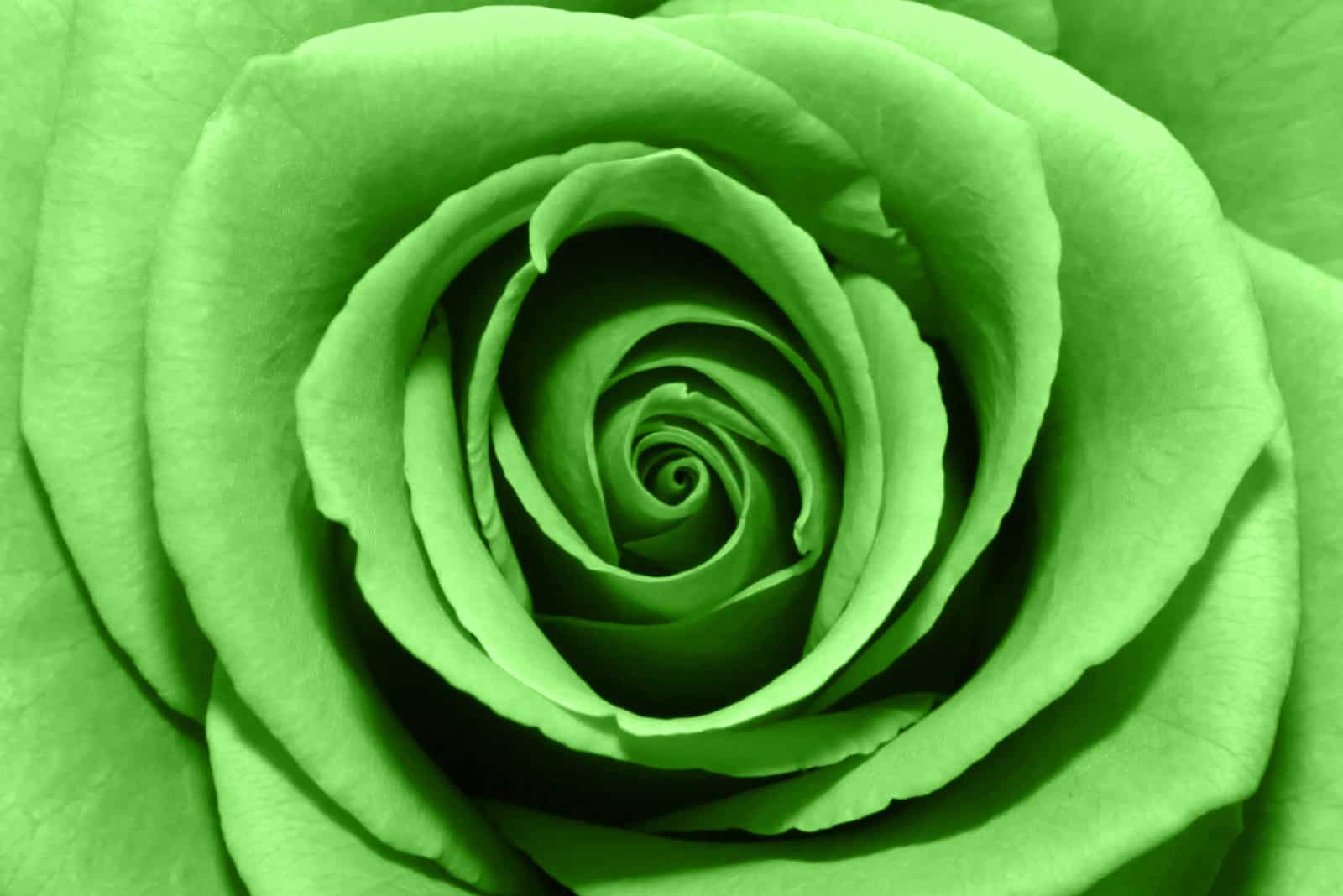 La rose verte