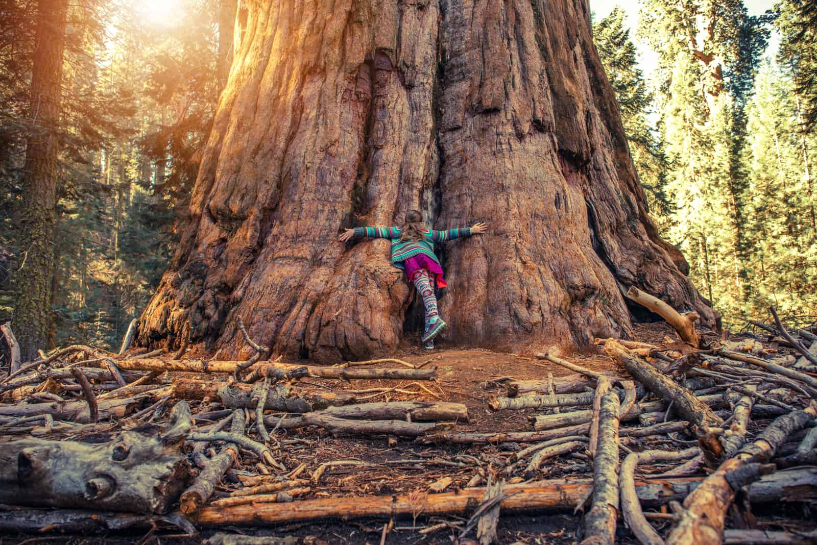 femme étreignant un séquoia géant