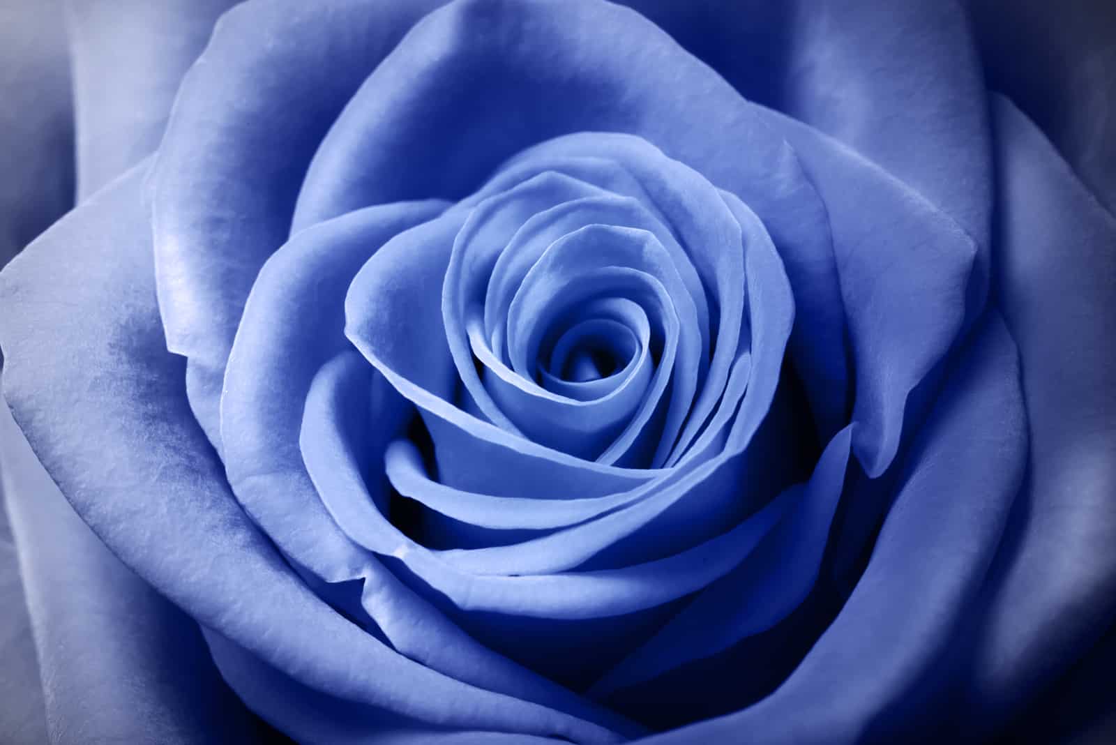 gros plan de rose bleue