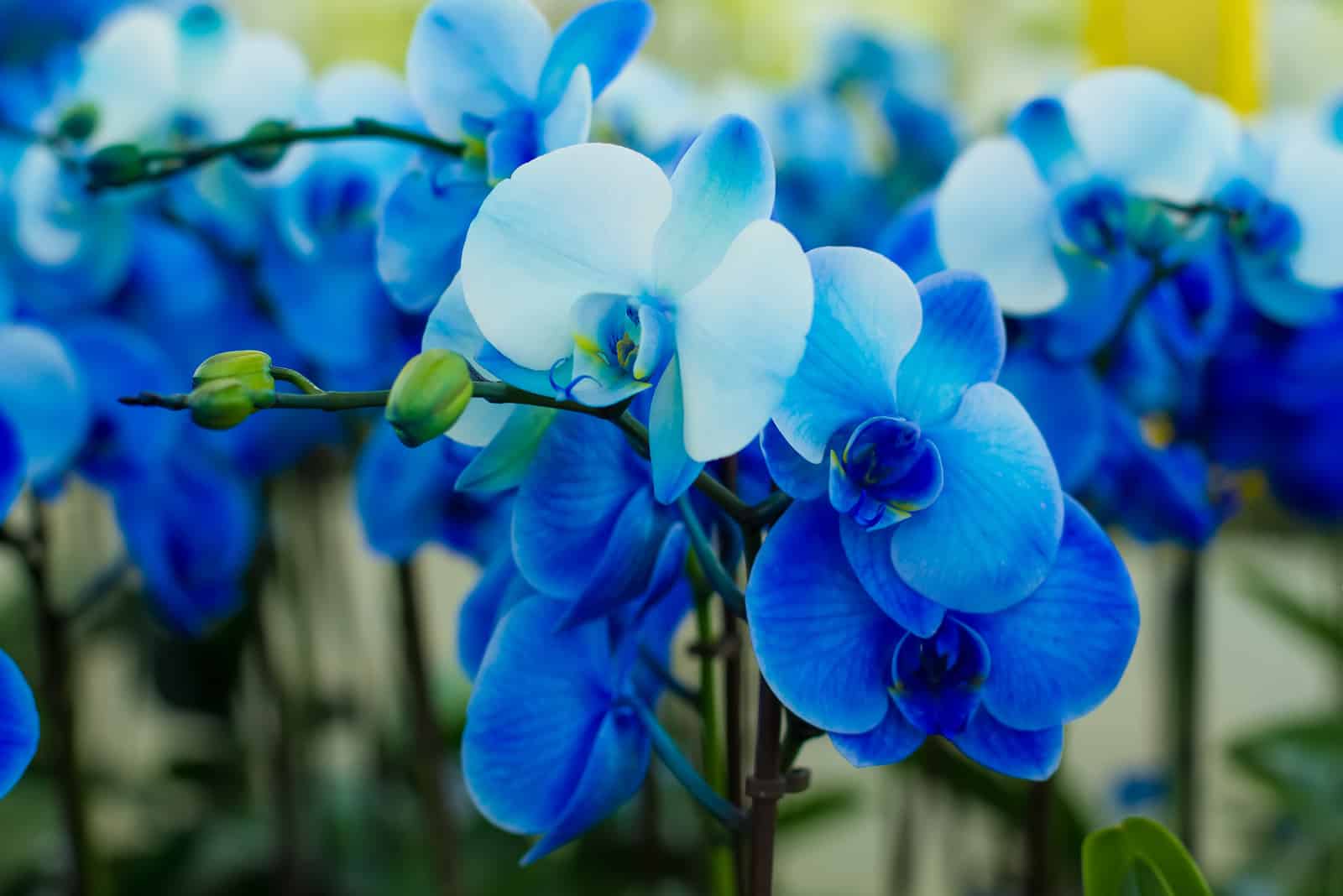 orchidées bleues