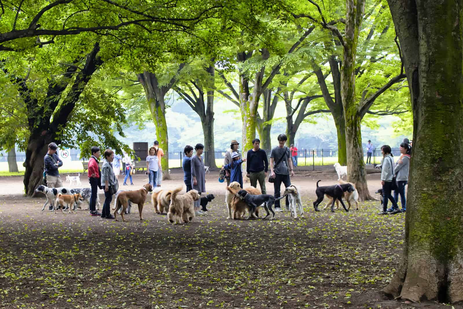 personnes se réunissent dans un parc à chiens
