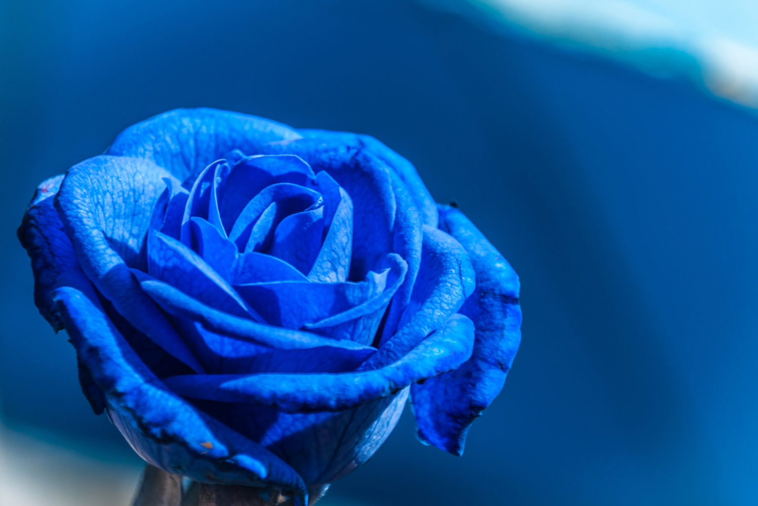 La Rose Bleue, Sa Signification Et Son Symbole De Rareté