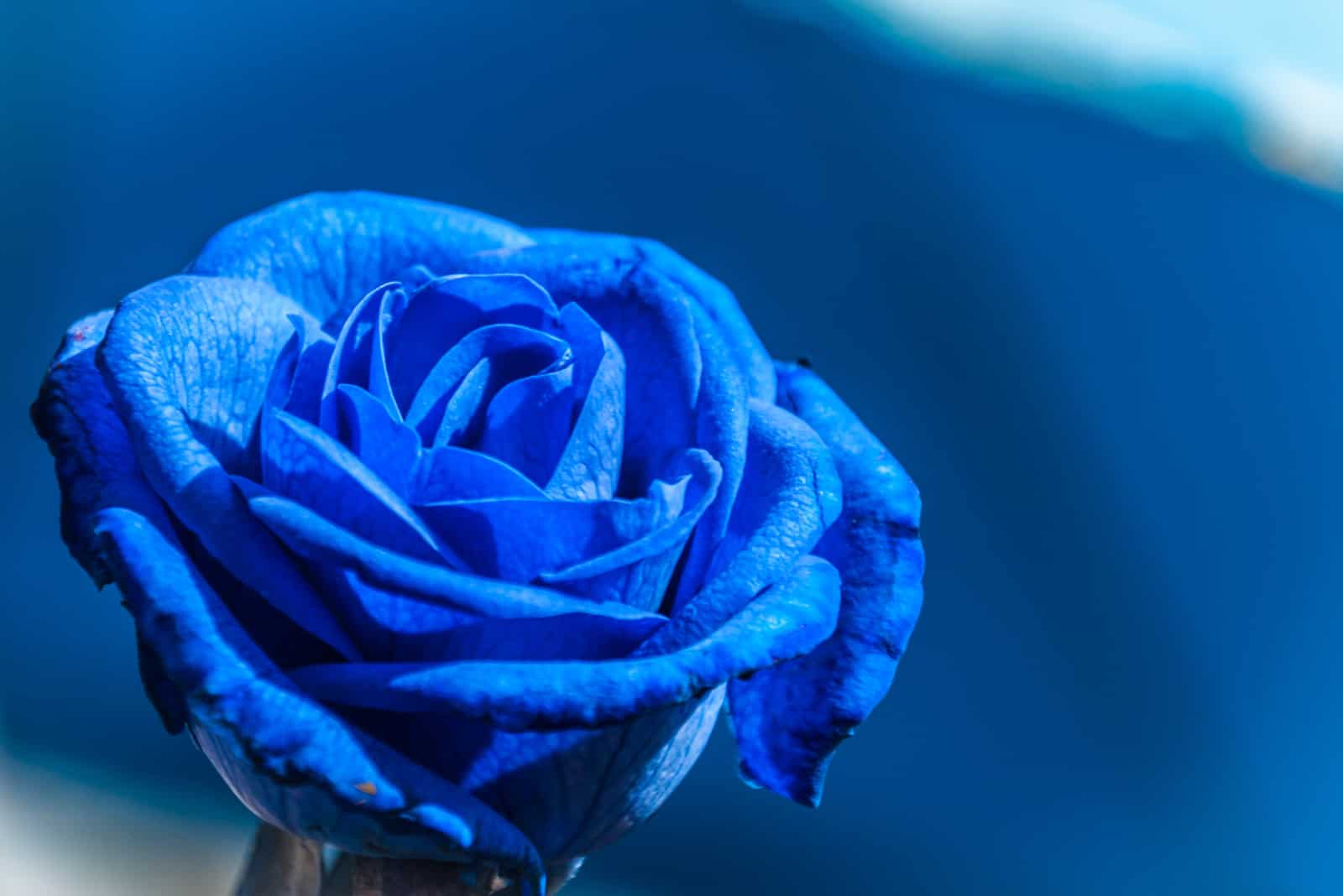 roses bleues sur fond bleu