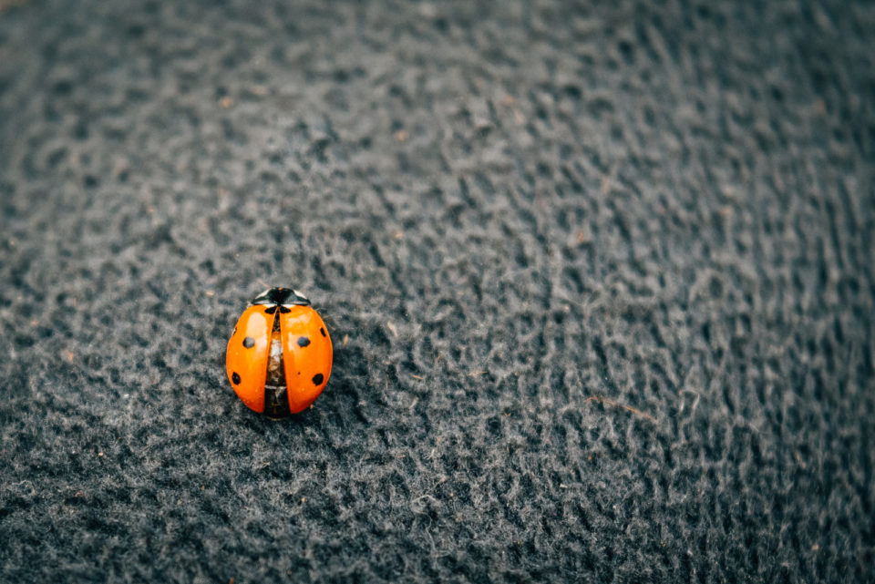 Une Coccinelle Dans La Maison : Signification De Voir Ce Bel Insecte