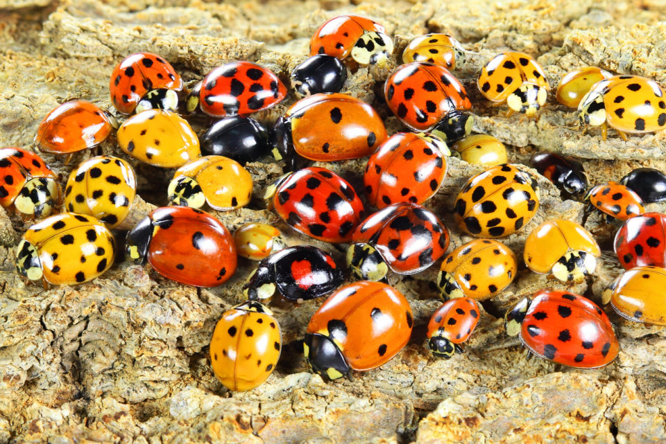 Une Coccinelle Dans La Maison : Signification De Voir Ce Bel Insecte