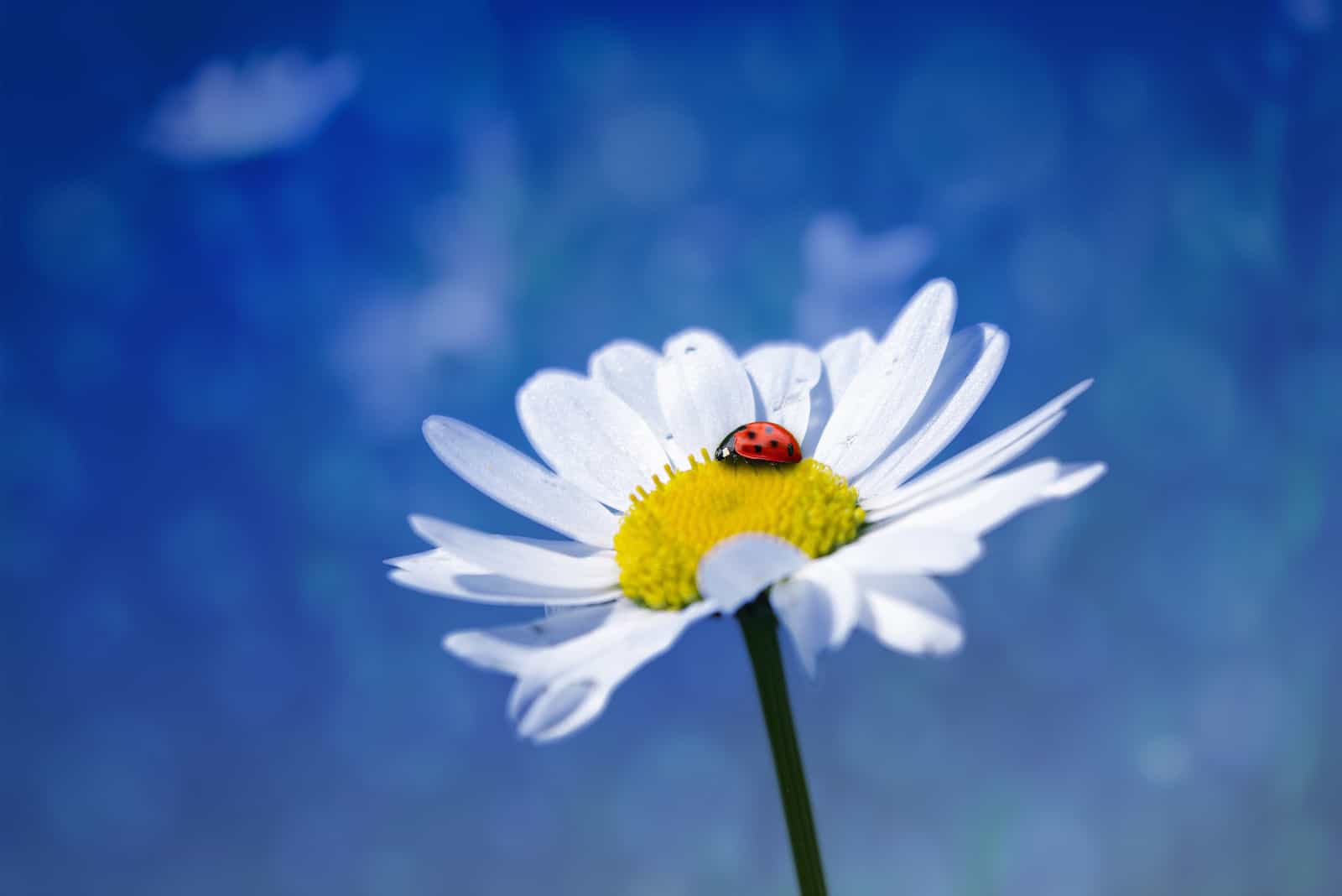 Coccinelle est assise sur une fleur