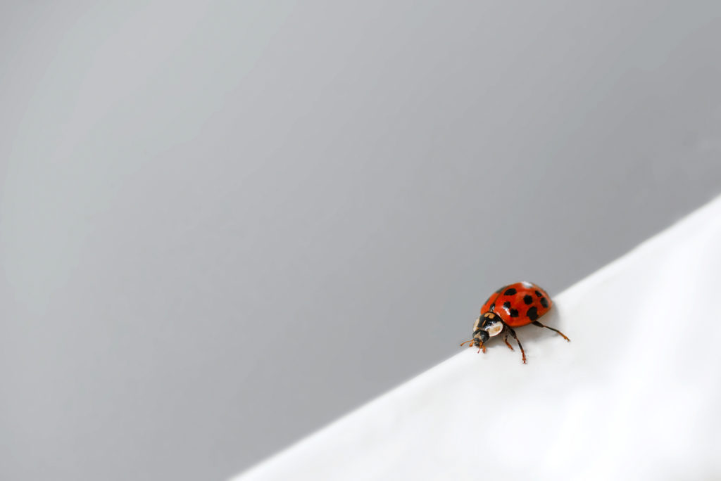 Une Coccinelle Dans La Maison Signification De Voir Ce Bel Insecte