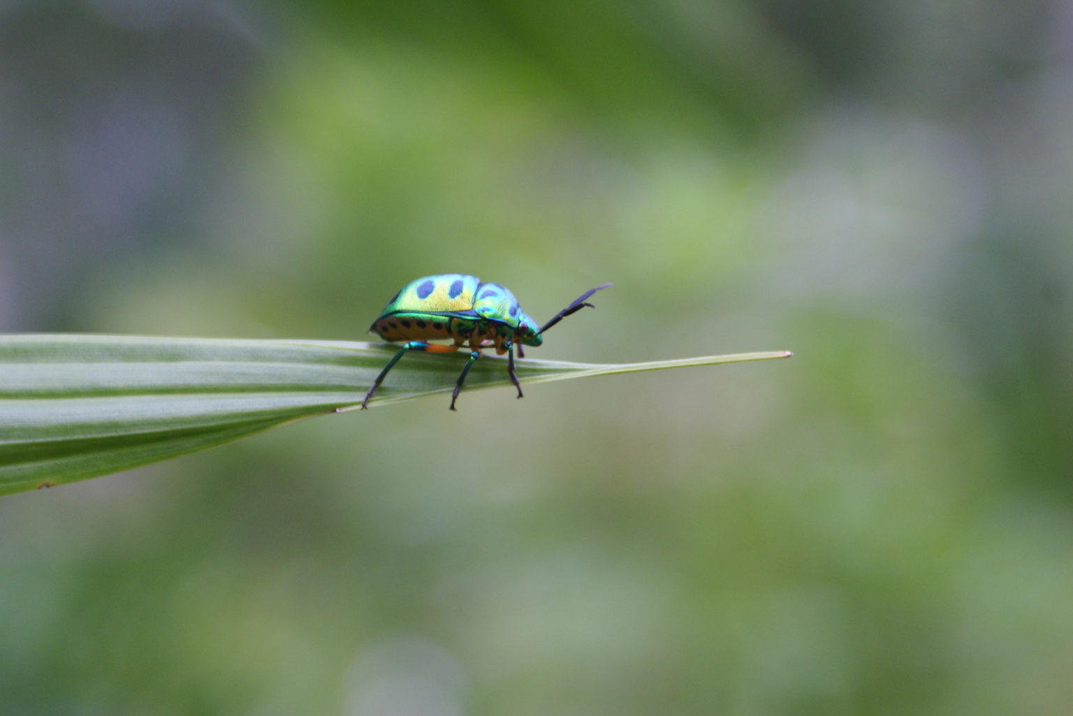Le Scarabée A Des Significations Spirituelles Surprenantes : Lesquelles