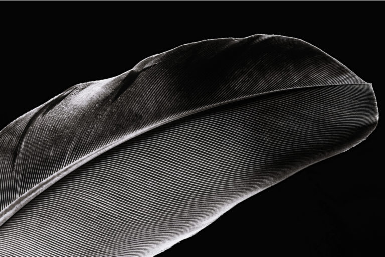 grosse plume noire