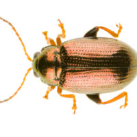 Le scarabee