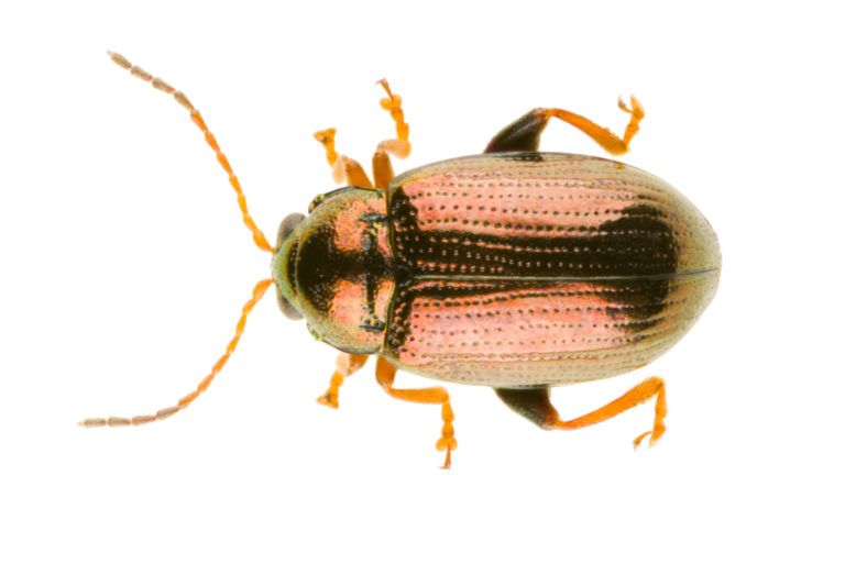 Le scarabee