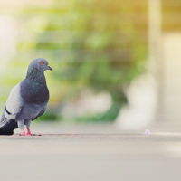 Pigeon dans la nature