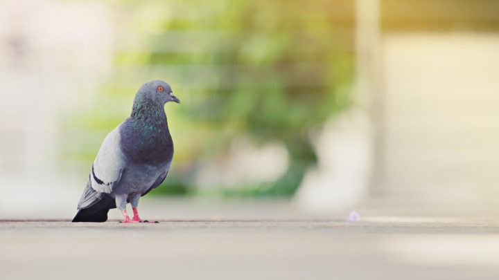 Les Pigeons : Signification Spirituelle Et Message De Ces Oiseaux