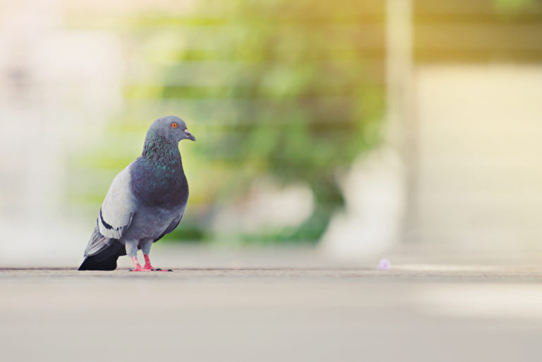Pigeon dans la nature