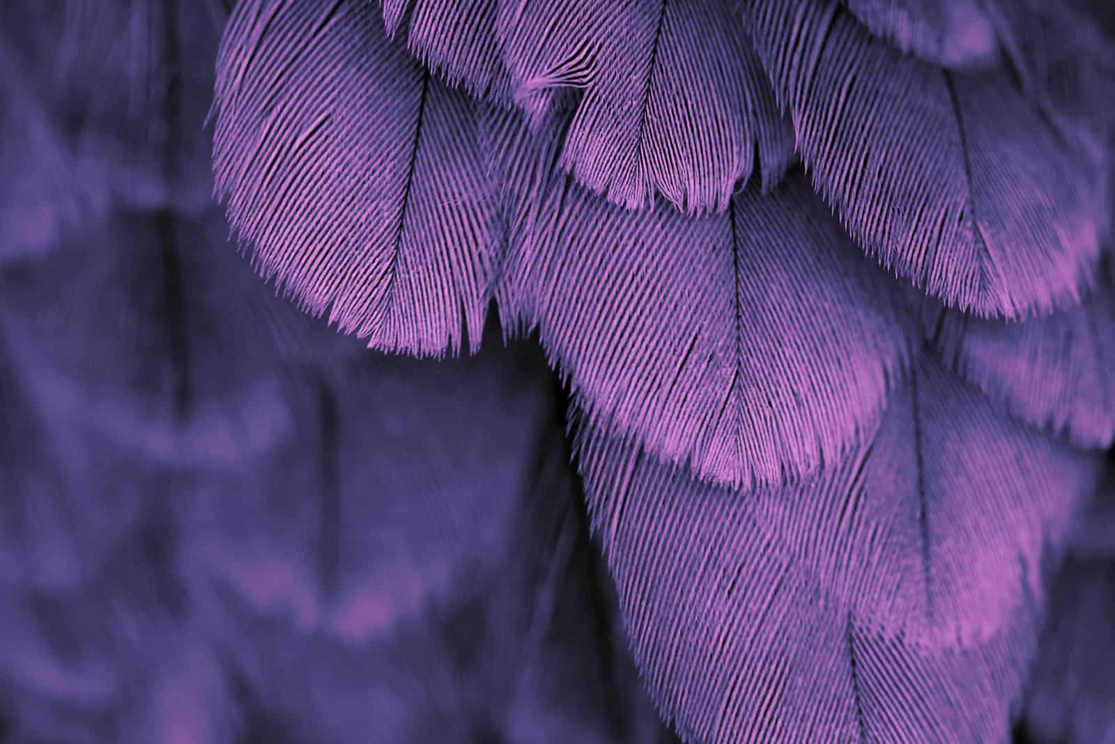 Les plumes violettes
