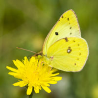 beau papillon jaune sur la fleur jaune