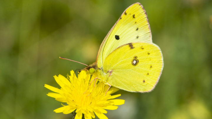 Papillon Jaune : Signification Cachée De Cette Adorable Créature