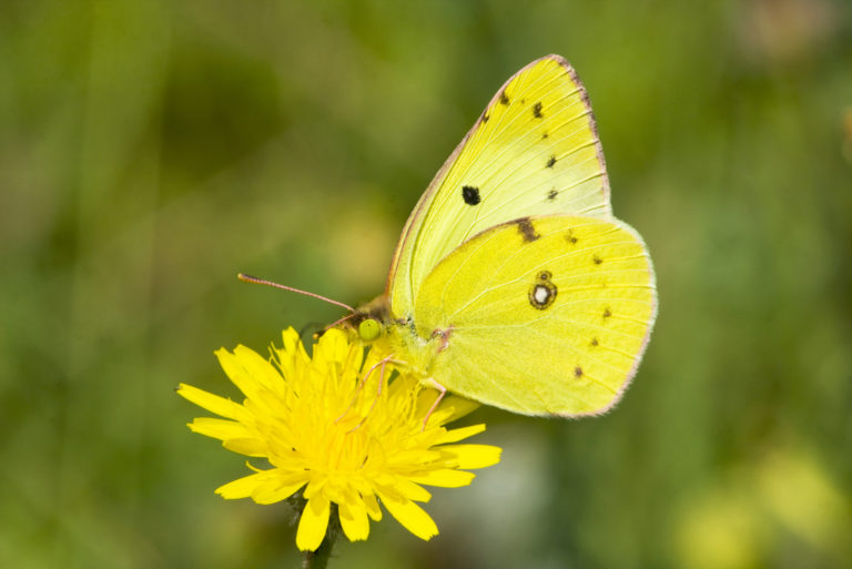 beau papillon jaune sur la fleur jaune