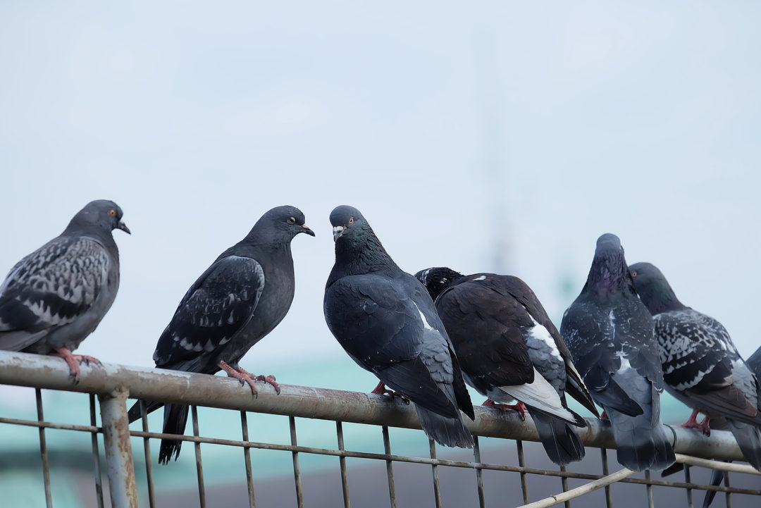 Les Pigeons Signification Spirituelle Et Message De Ces Oiseaux