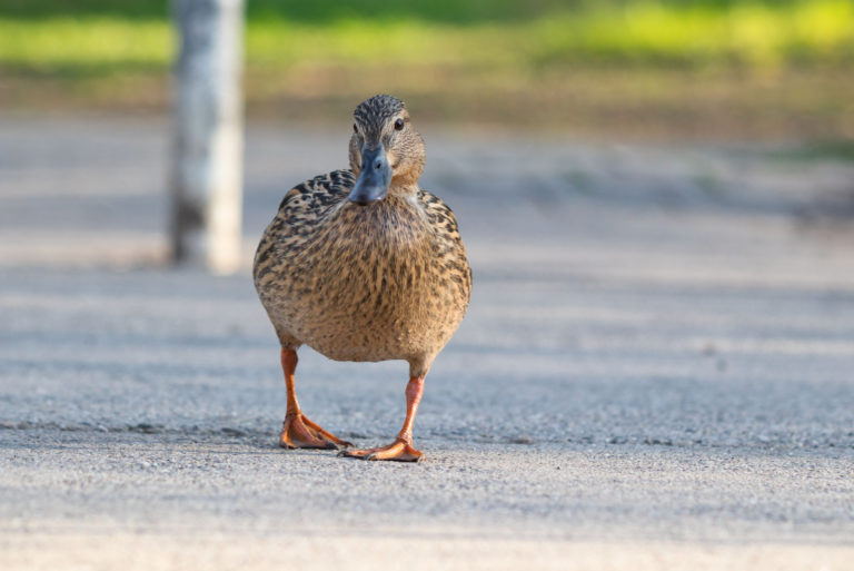 le canard se couche dans la rue