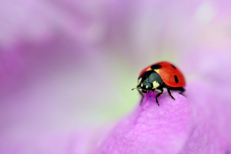 coccinelle debout sur une fleur violette