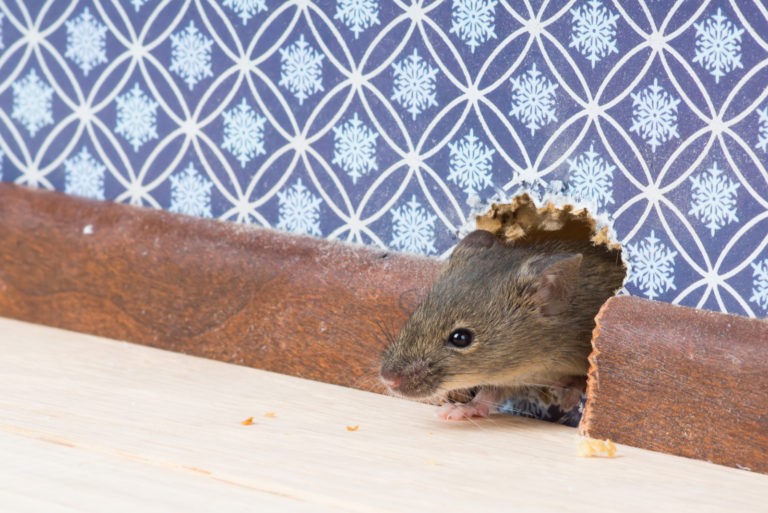 souris entrant dans une maison par un trou