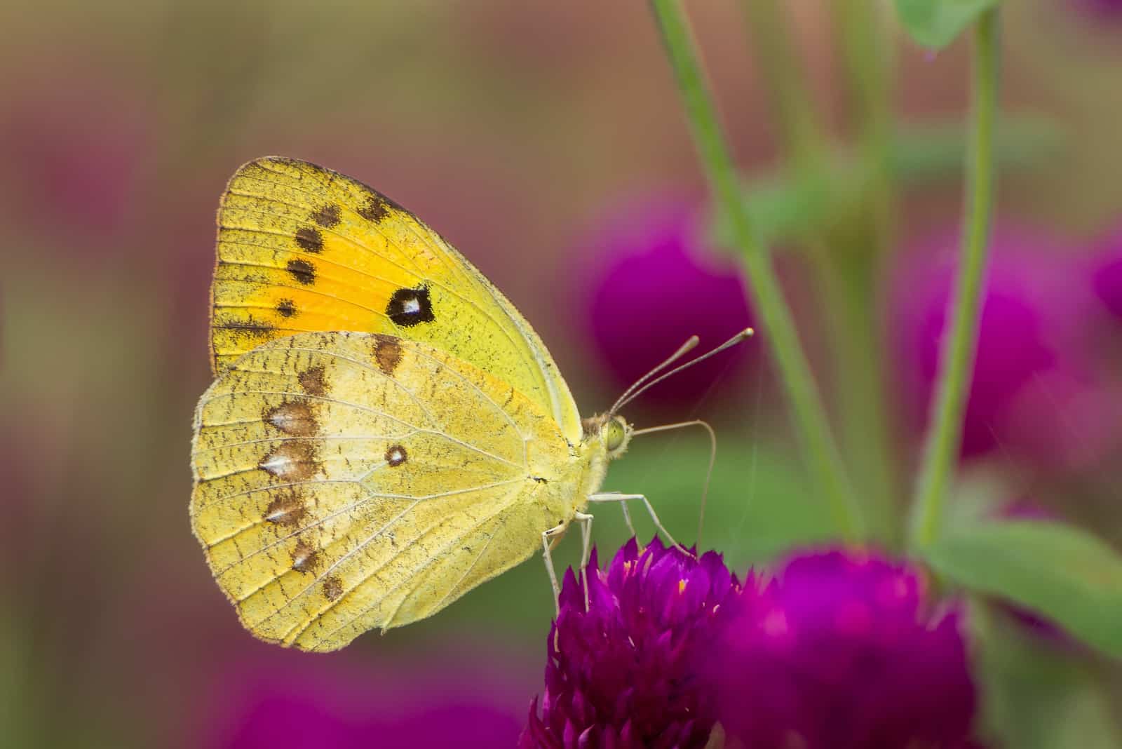 beau papillon jaune assombri est perché sur la fleur