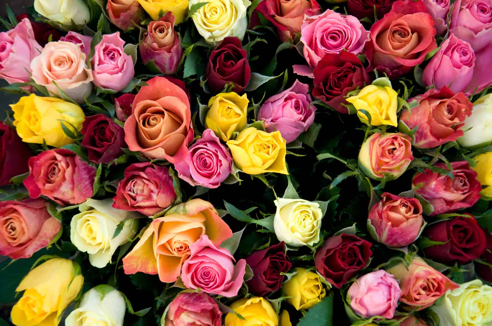belles roses de différentes couleurs