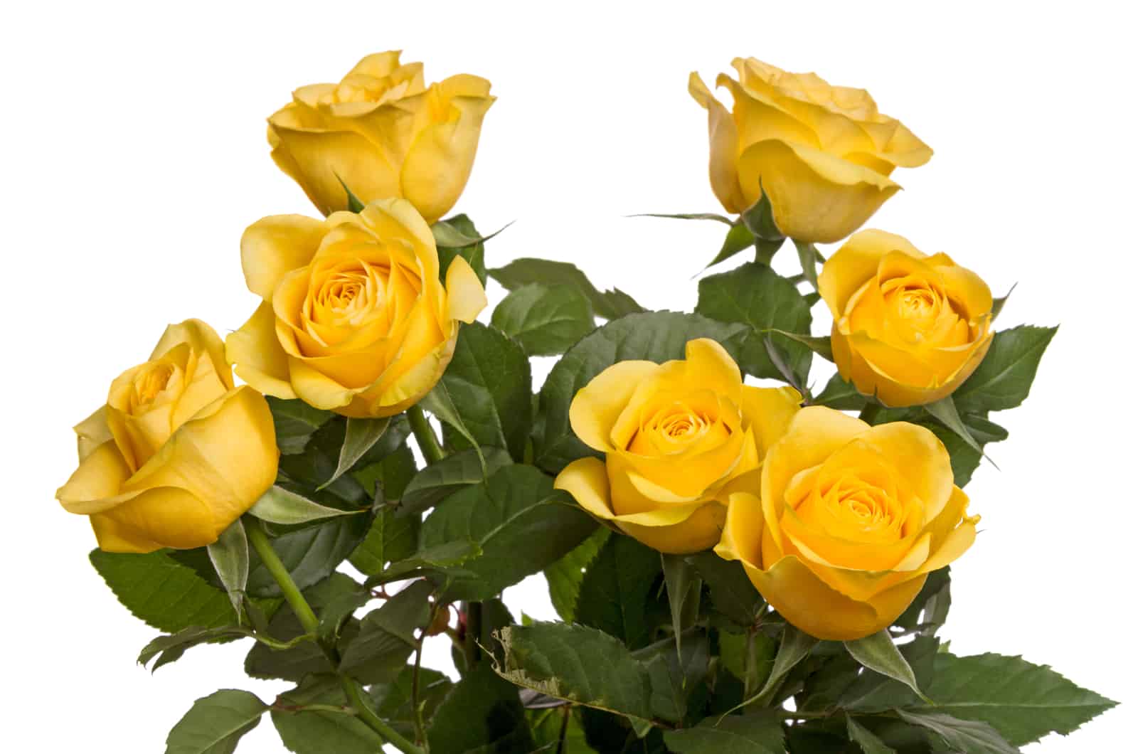 bouquet de sept roses jaunes