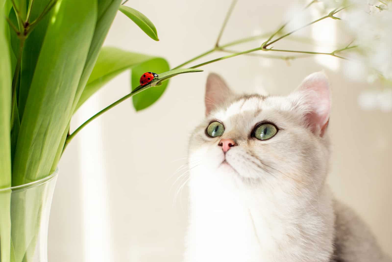 chat blanc regardant la coccinelle sur la plante