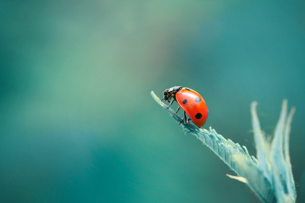 Une Coccinelle Dans La Maison : Signification De Voir Ce Bel Insecte