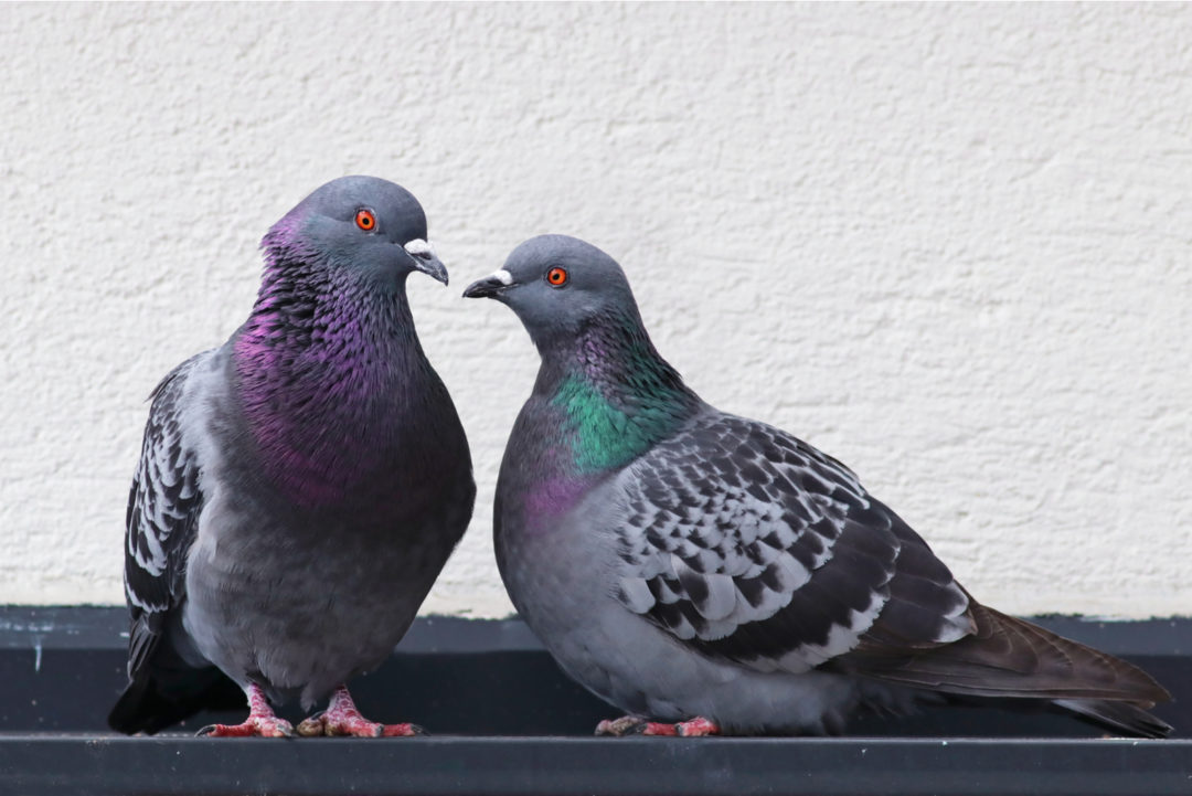 Les Pigeons Signification Spirituelle Et Message De Ces Oiseaux