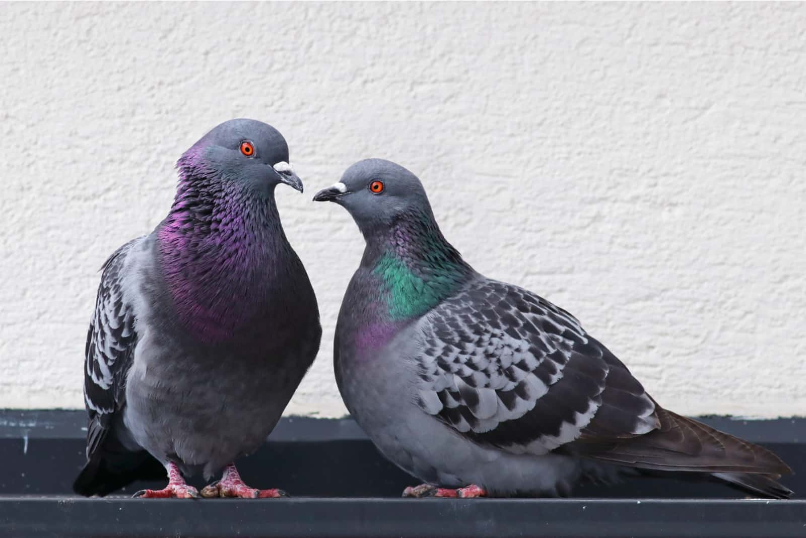 deux pigeons s'accrochent à la surface en béton