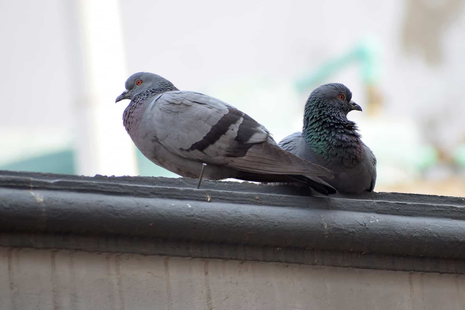 deux pigeons sur le toit
