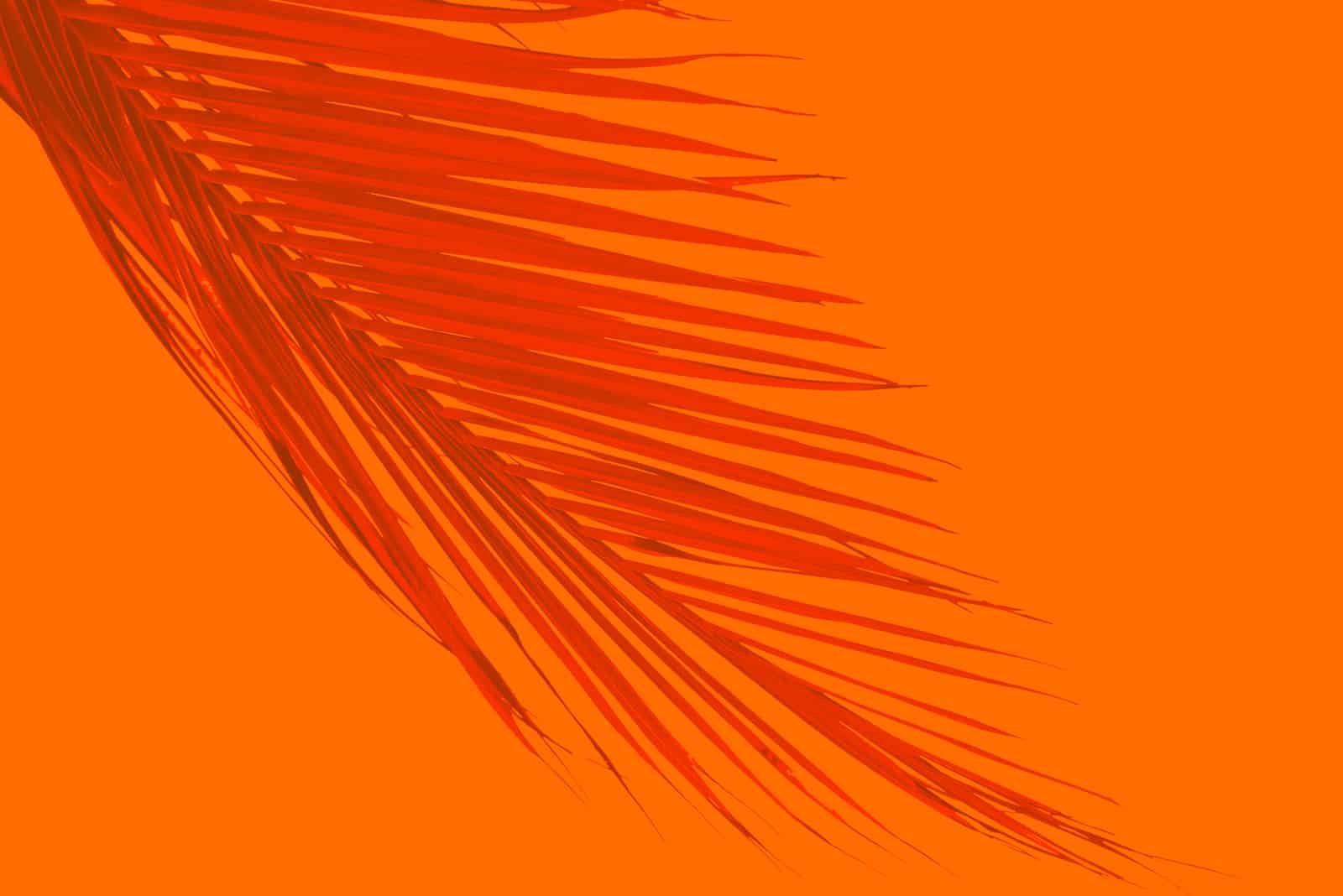 feuille de palmier orange