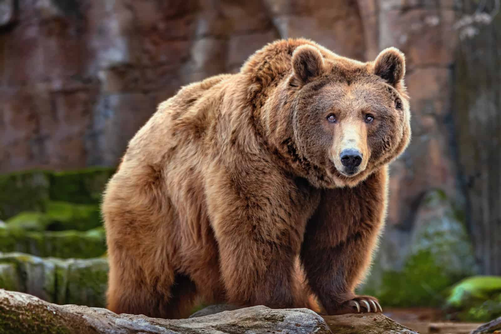 gros ours brun regardant la caméra