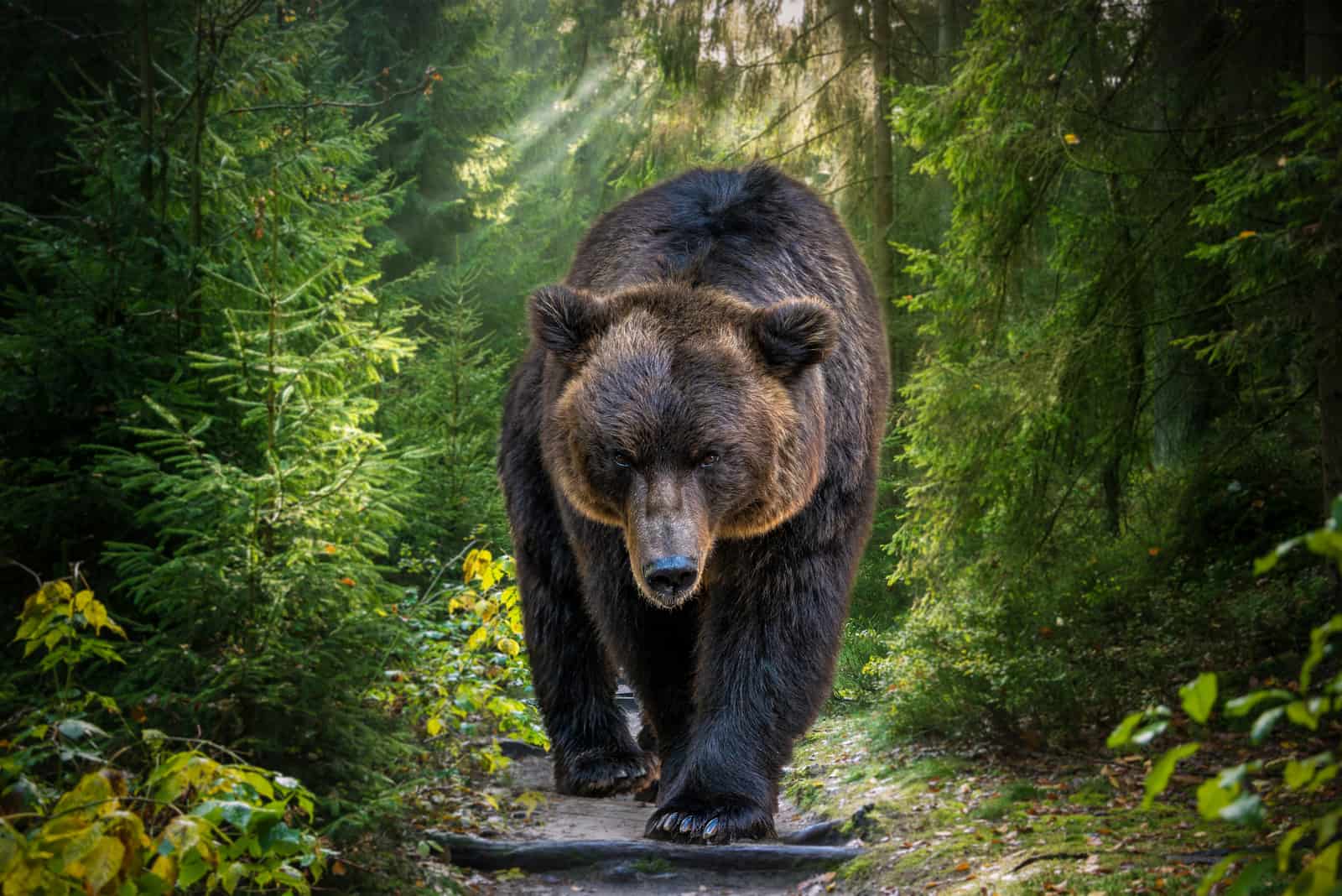 gros ours entouré de bois