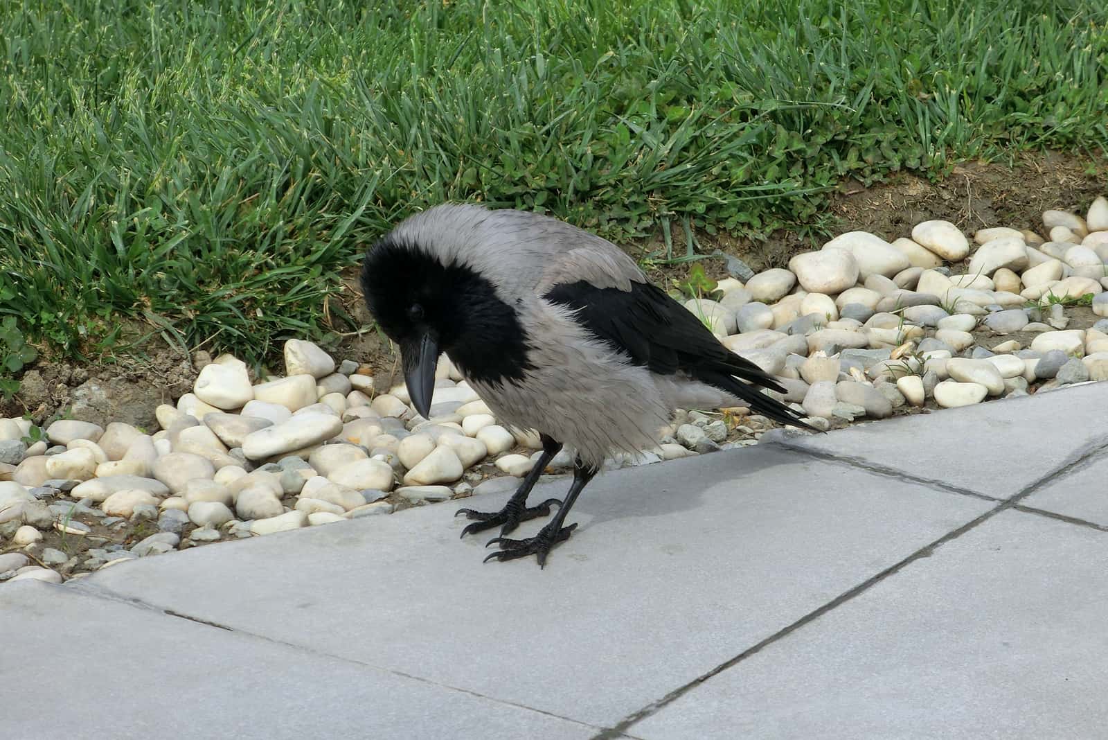 le corbeau met le trottoir
