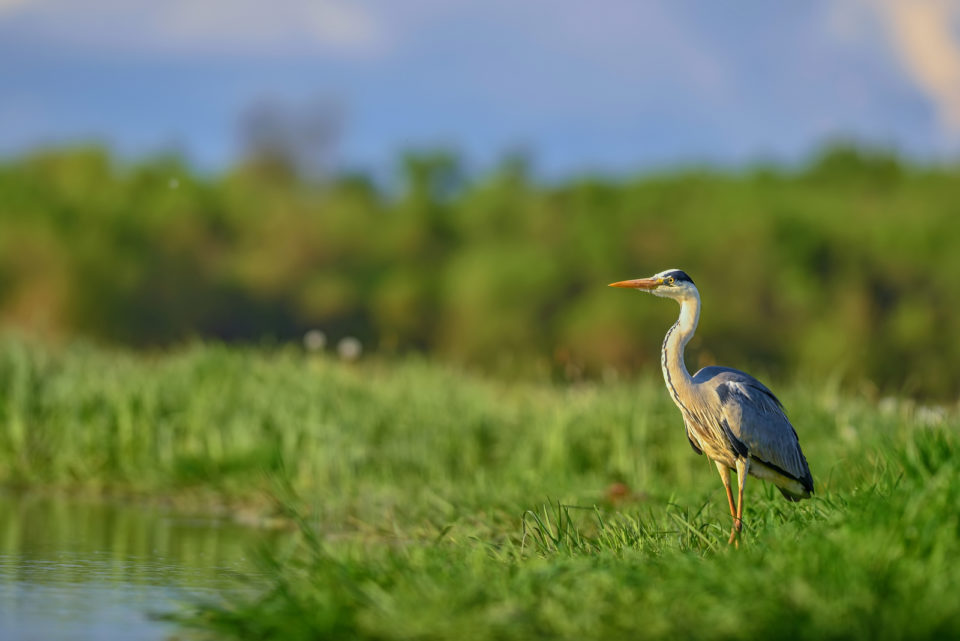 Quelle Est La Signification Spirituelle Des Oiseaux Qui Croisent Votre