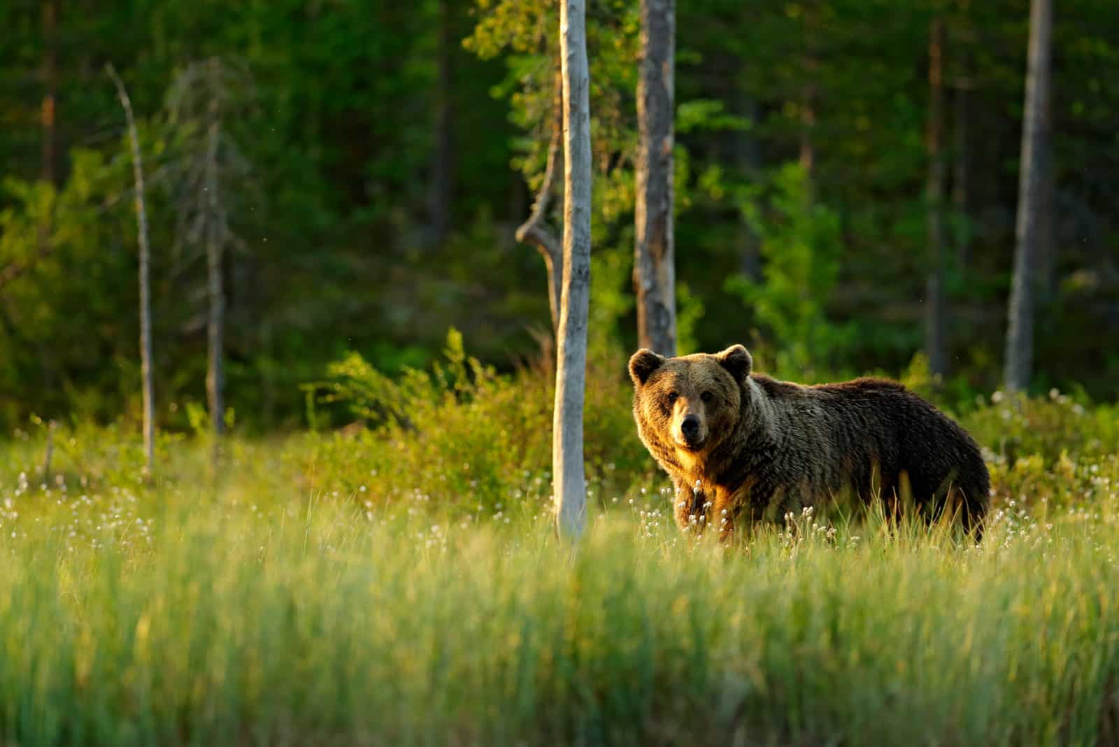 ours brun debout dans l'herbe regardant la caméra