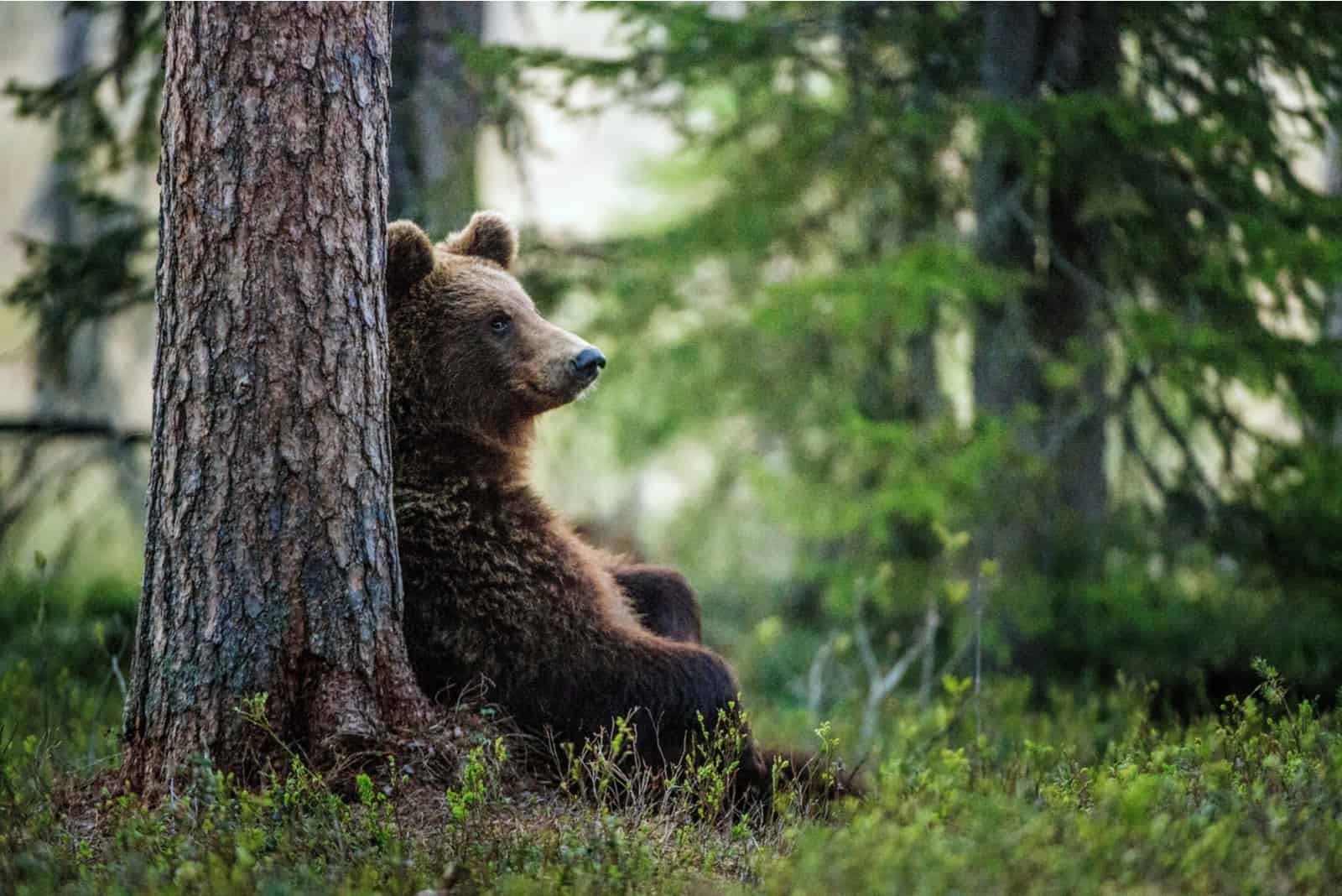 ours brun regardant au loin