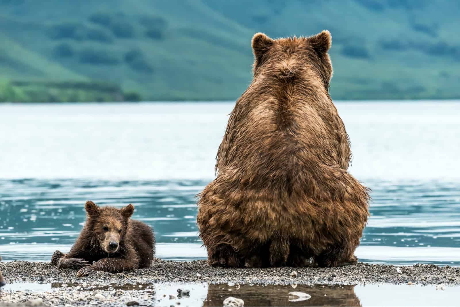 ours et ourson assis au bord du lac