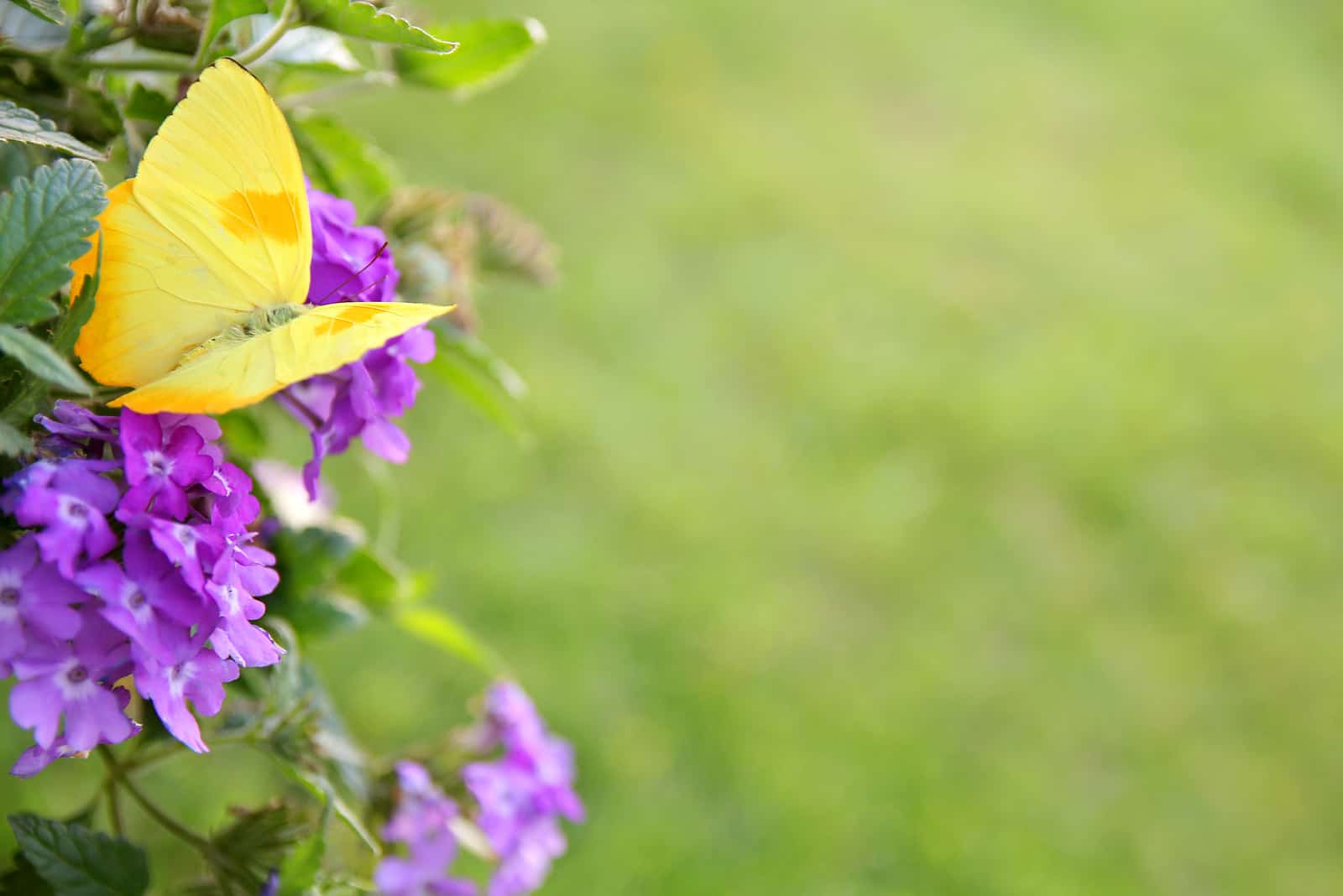 papillon jaune assis sur la fleur violette