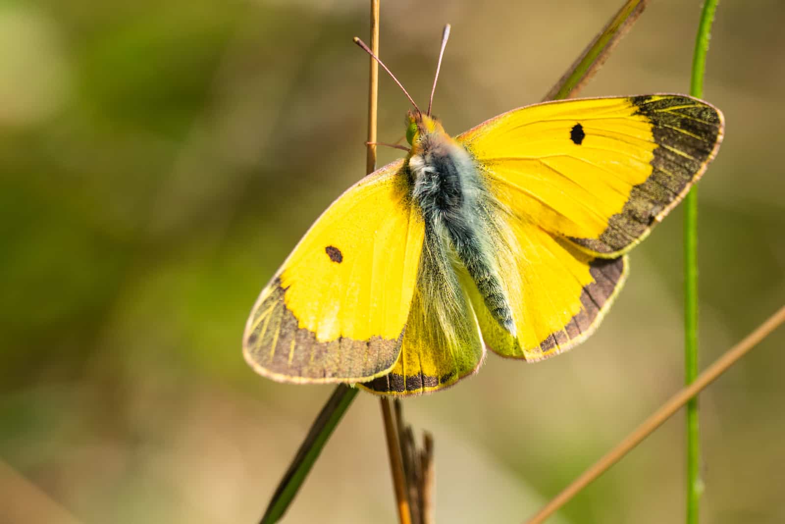 papillon jaune aux ailes déployées sur la plante